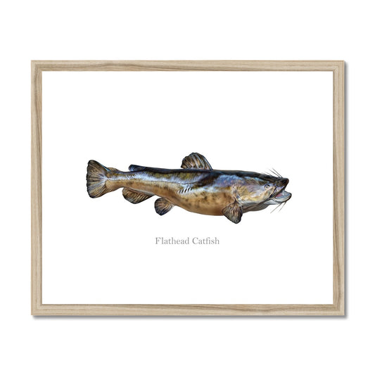 Flathead Catfish - Framed & Mounted Print