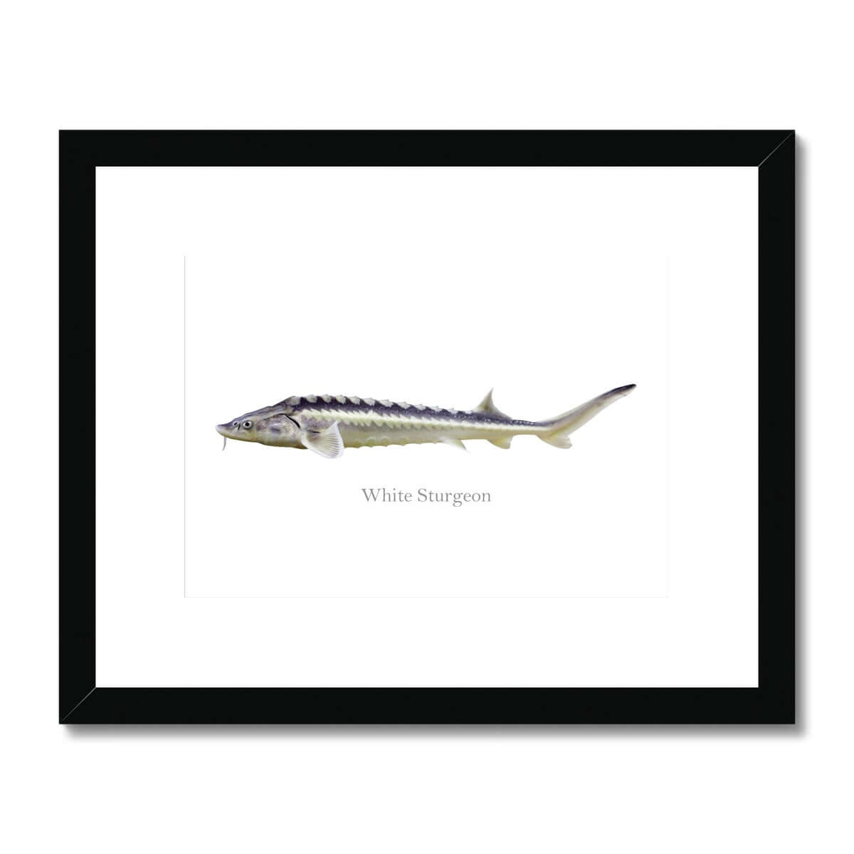 White Sturgeon - Framed & Mounted Print