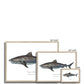 Tiger Shark - Framed Print - With Scientific Name