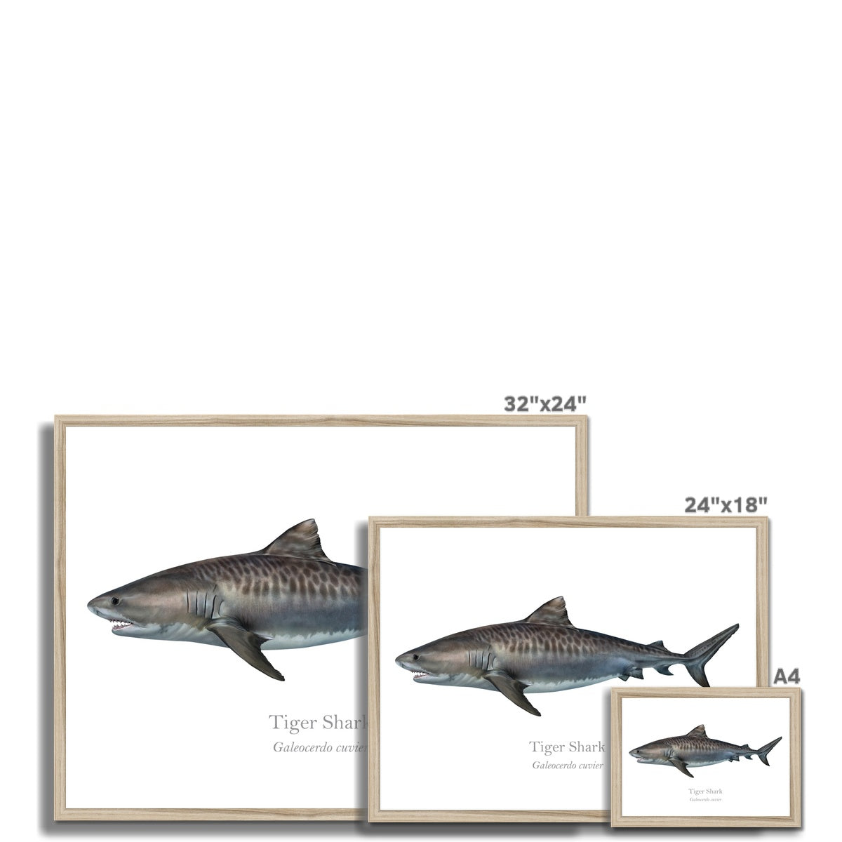 Tiger Shark - Framed Print - With Scientific Name