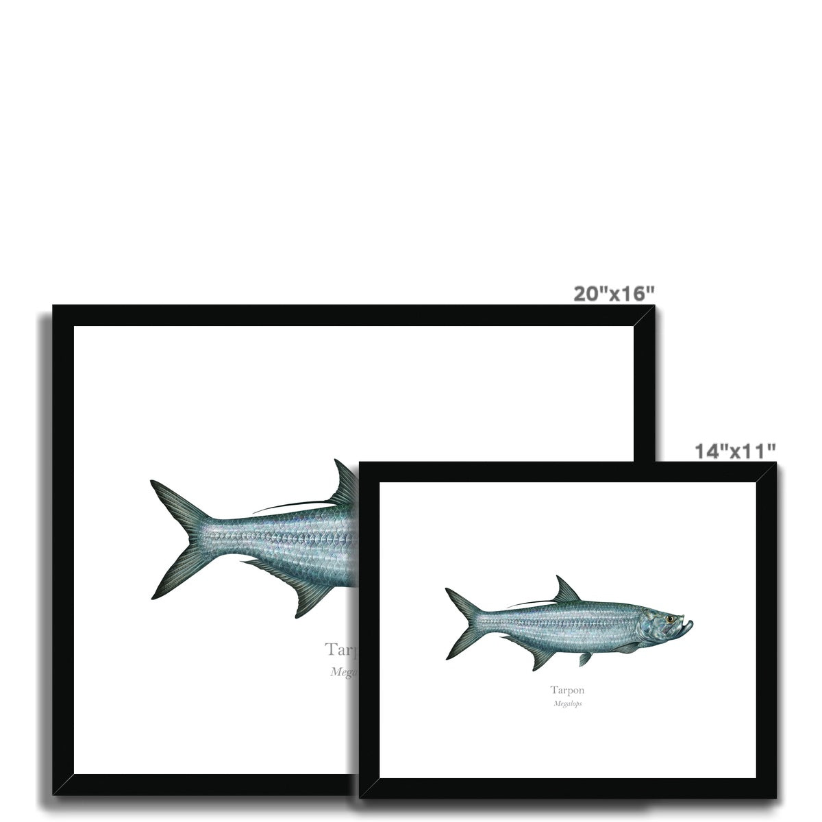 Tarpon - Framed & Mounted Print - With Scientific Name