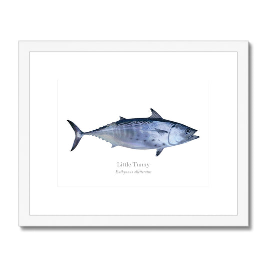 Little Tunny Tuna - Framed & Mounted Print - With Scientific Name
