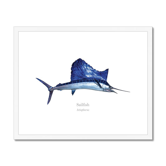 Sailfish - Framed & Mounted Print - With Scientific Name