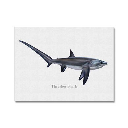 Illustration of a thresher shark with a long tail against a white background.