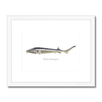 White Sturgeon - Framed & Mounted Print