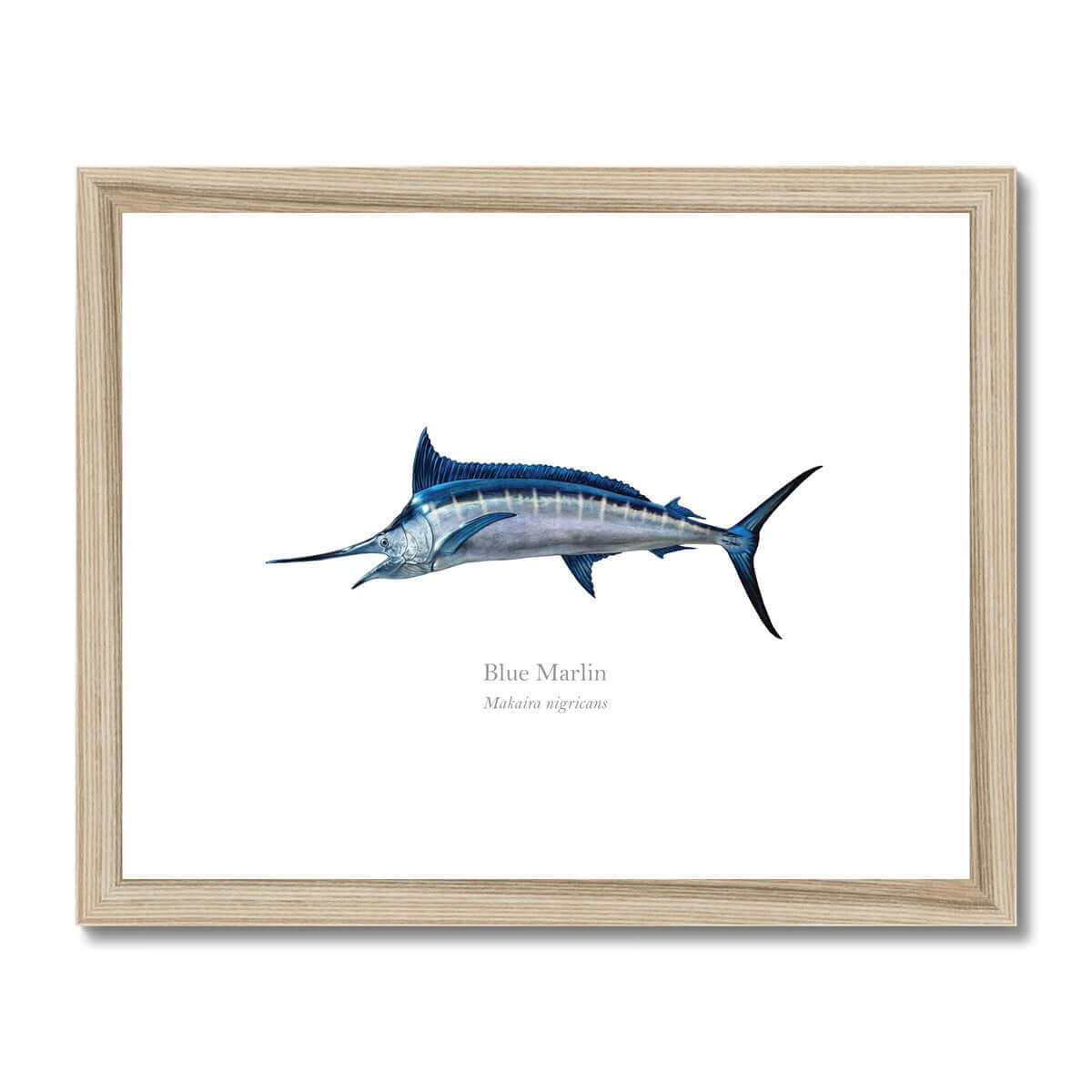 Blue Marlin - Framed & Mounted Print - With Scientific Name