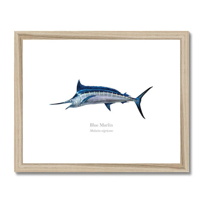 Blue Marlin - Framed & Mounted Print - With Scientific Name