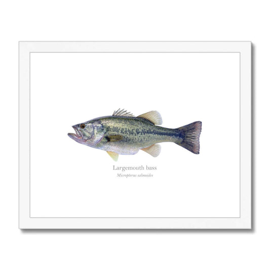 Largemouth Bass - Framed & Mounted Print - With Scientific Name