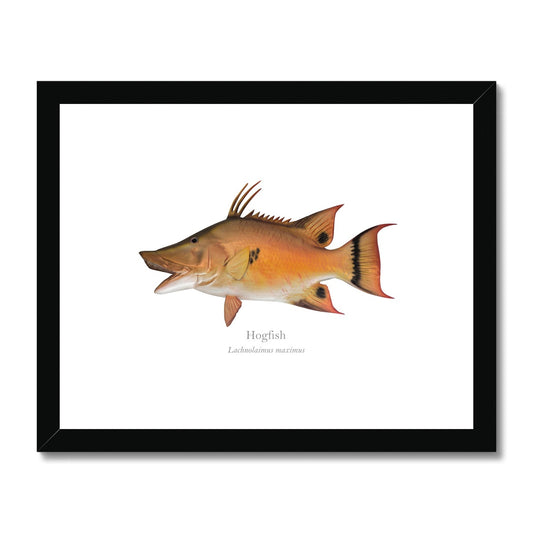Hogfish - Framed & Mounted Print - With Scientific Name