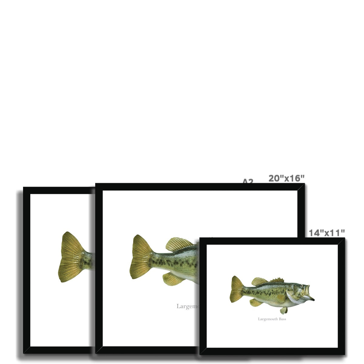 Largemouth Bass - Framed & Mounted Print