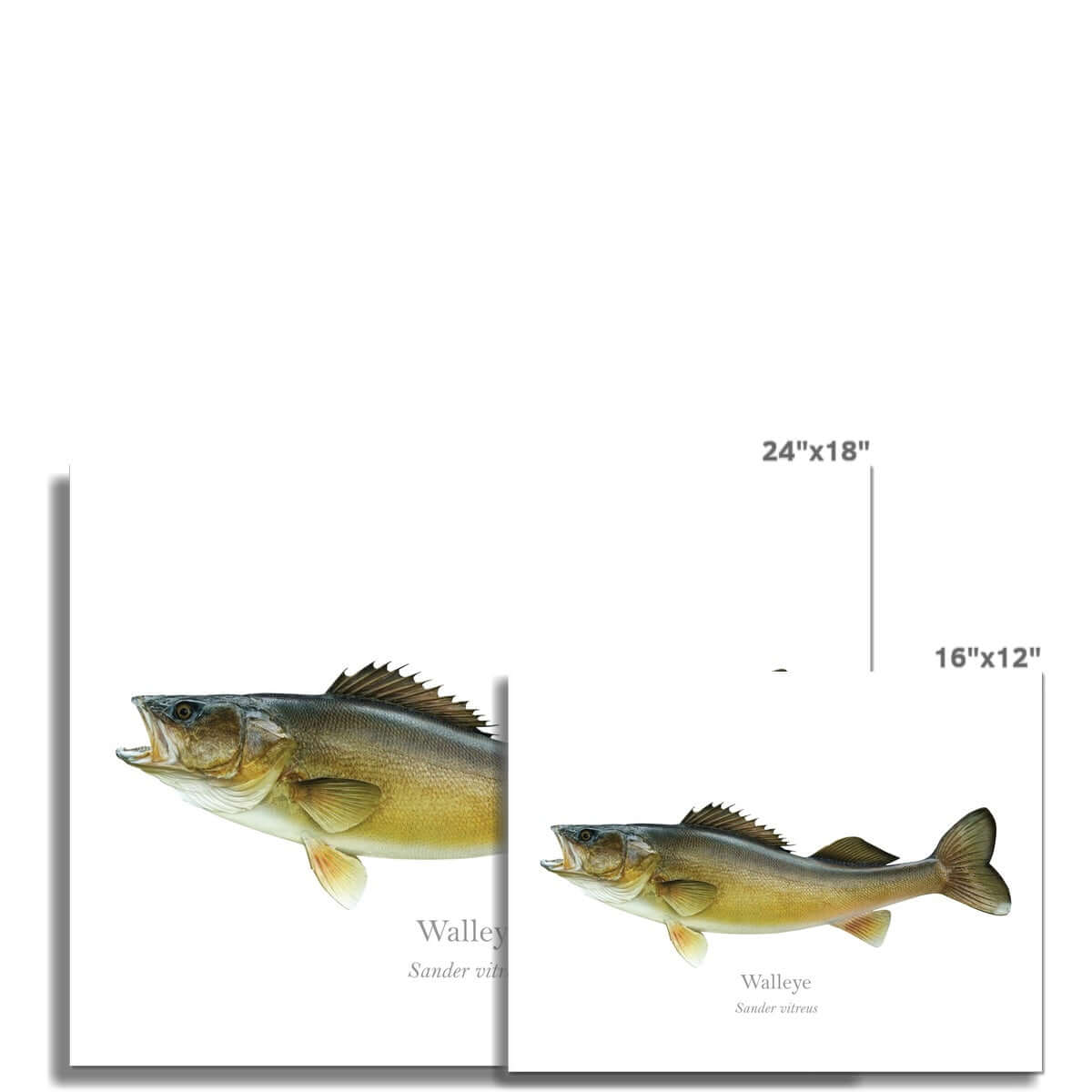 Walleye - Art Print - With Scientific Name