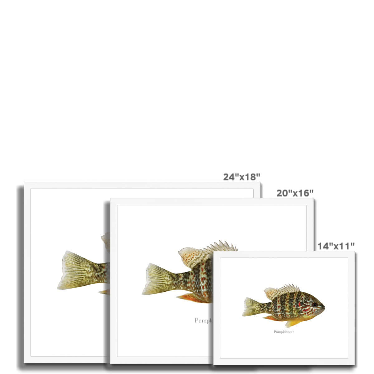 Pumpkinseed Sunfish - Framed & Mounted Print