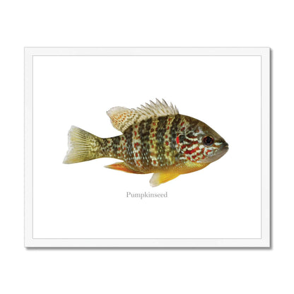 Pumpkinseed Sunfish - Framed & Mounted Print