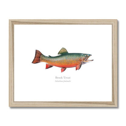 Brook Trout - Framed & Mounted Print - With Scientific Name