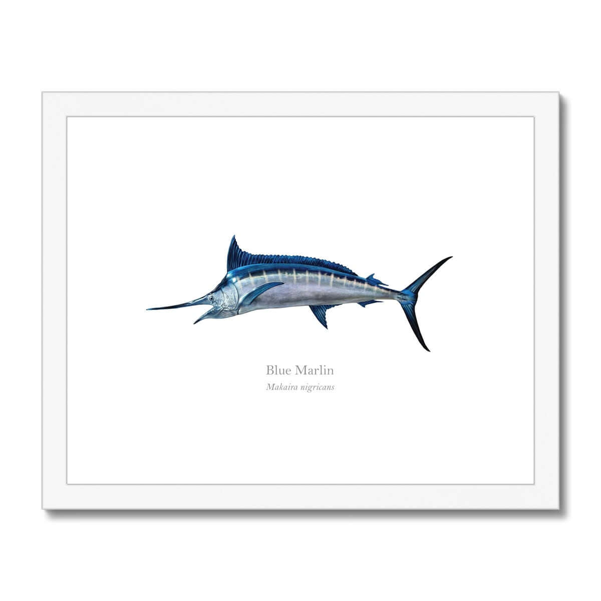 Blue Marlin - Framed & Mounted Print - With Scientific Name