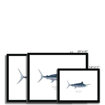 Striped Marlin - Framed & Mounted Print - With Scientific Name