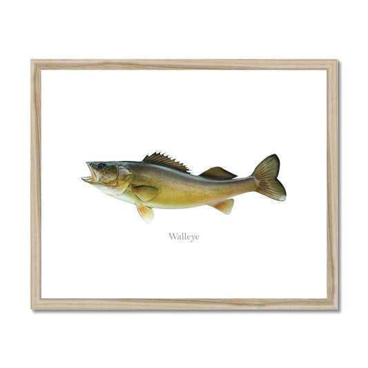 Walleye - Framed & Mounted Print
