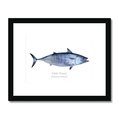 Little Tunny Tuna - Framed & Mounted Print - With Scientific Name