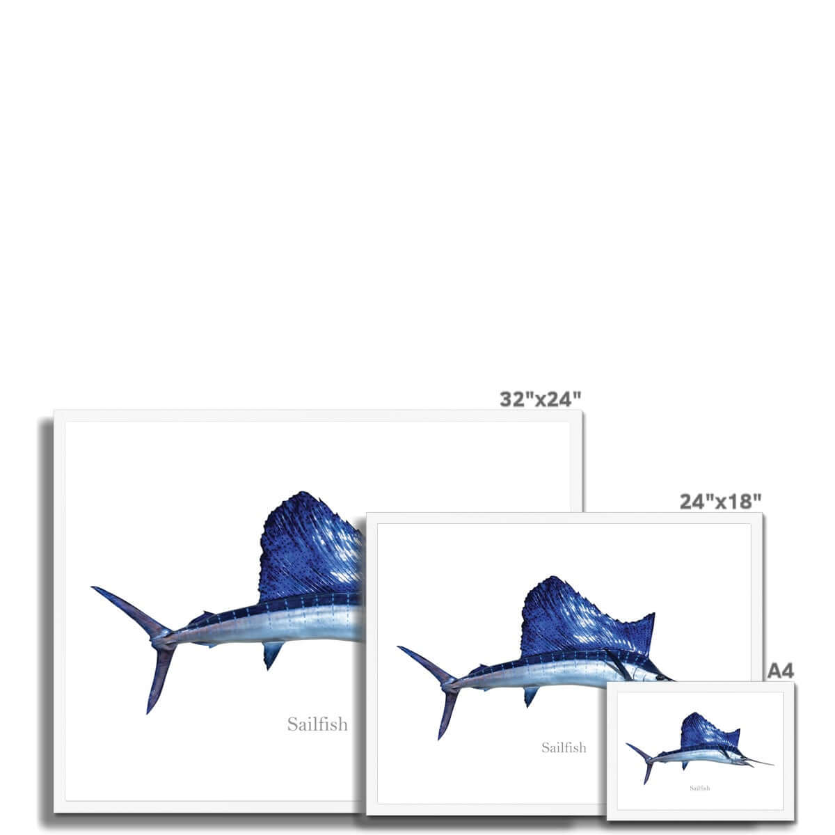 Sailfish - Framed Print