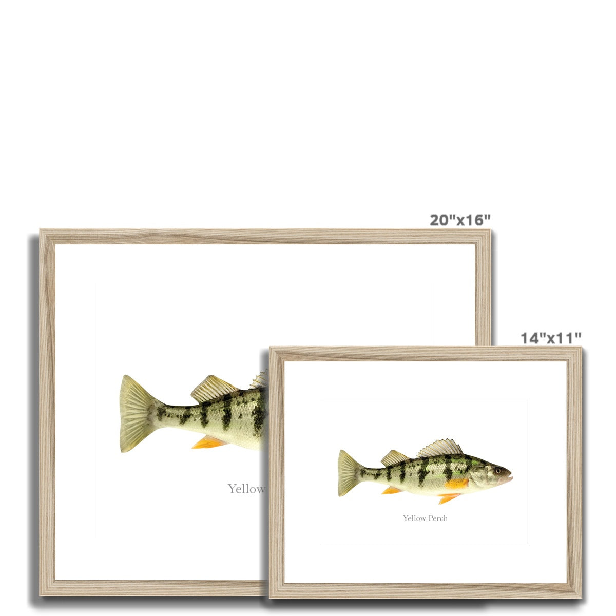 Yellow Perch - Framed & Mounted Print