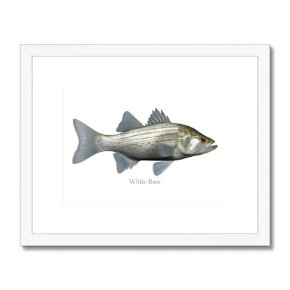 White Bass - Framed & Mounted Print