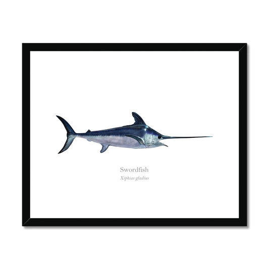 Swordfish - Framed & Mounted Print - With Scientific Name