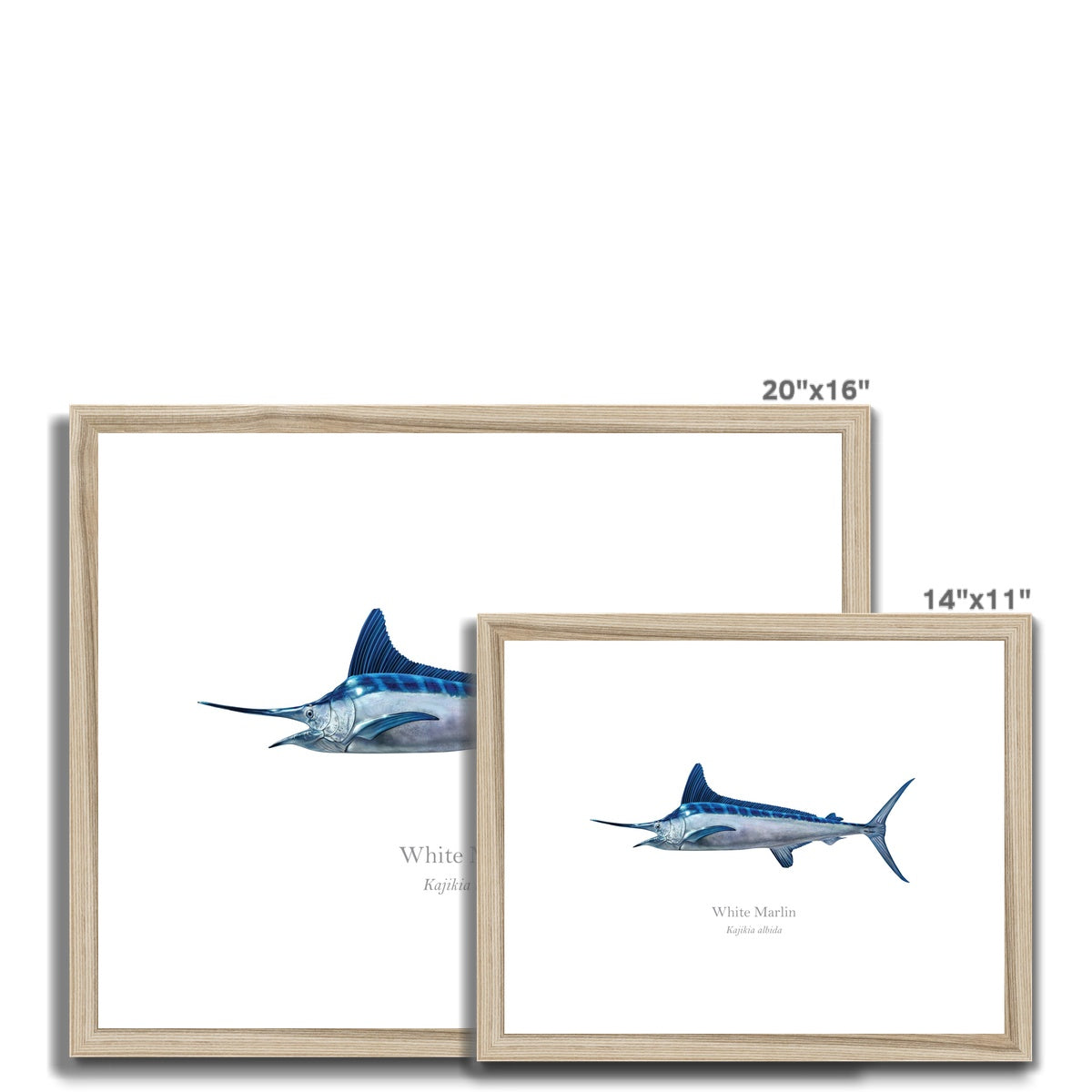 White Marlin - Framed & Mounted Print - With Scientific Name