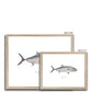 Amberjack - Framed & Mounted Print - With Scientific Name