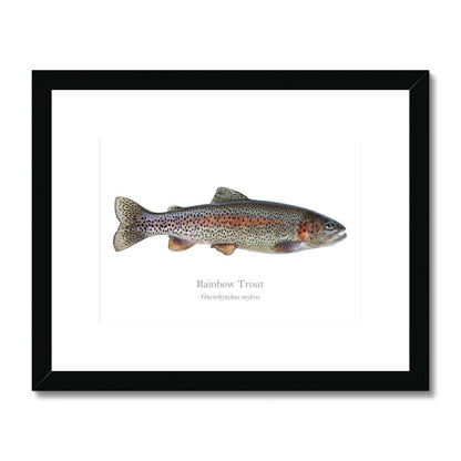 Rainbow Trout - Framed & Mounted Print - With Scientific Name