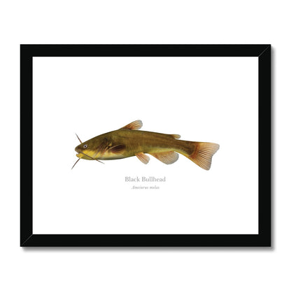 Black Bullhead - Framed & Mounted Print - With Scientific Name