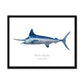 White Marlin - Framed Print - With Scientific Name