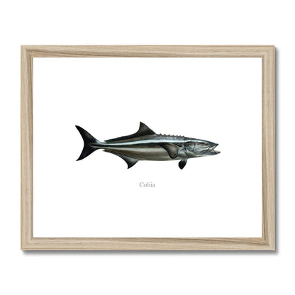 Cobia - Framed & Mounted Print