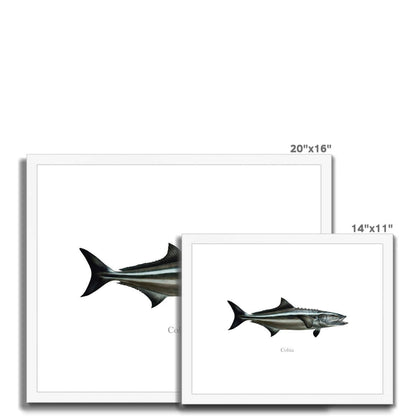 Cobia - Framed & Mounted Print