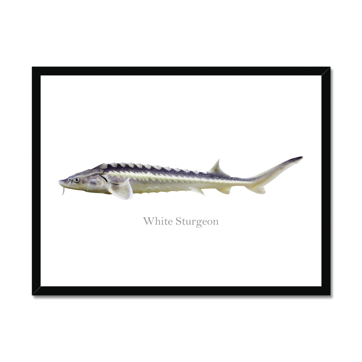 White Sturgeon - Framed Print