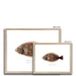 Winter Flounder - Framed & Mounted Print - With Scientific Name