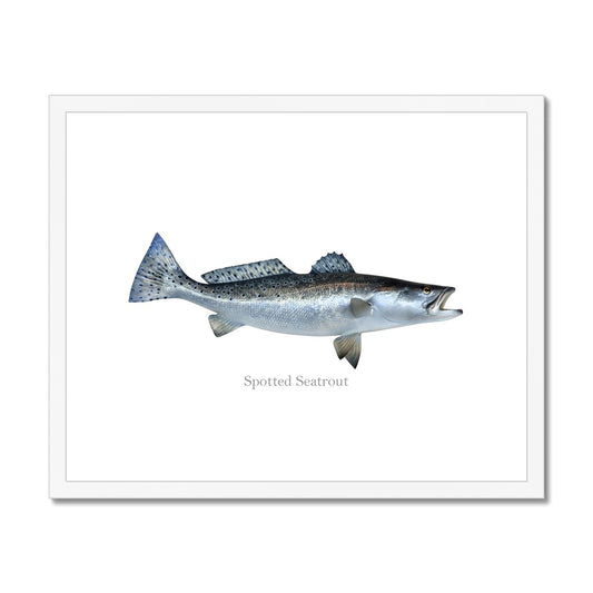 Spotted Seatrout - Framed & Mounted Print