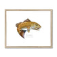Red Drum - Framed & Mounted Print - With Scientific Name