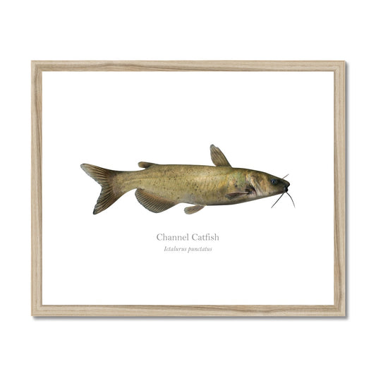 Channel Catfish - Framed & Mounted Print - With Scientific Name