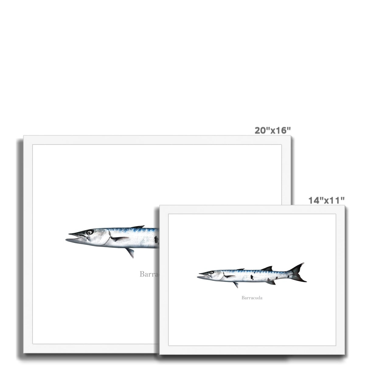 Barracuda - Framed & Mounted Print