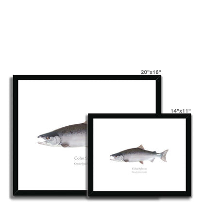 Coho Salmon - Framed & Mounted Print - With Scientific Name