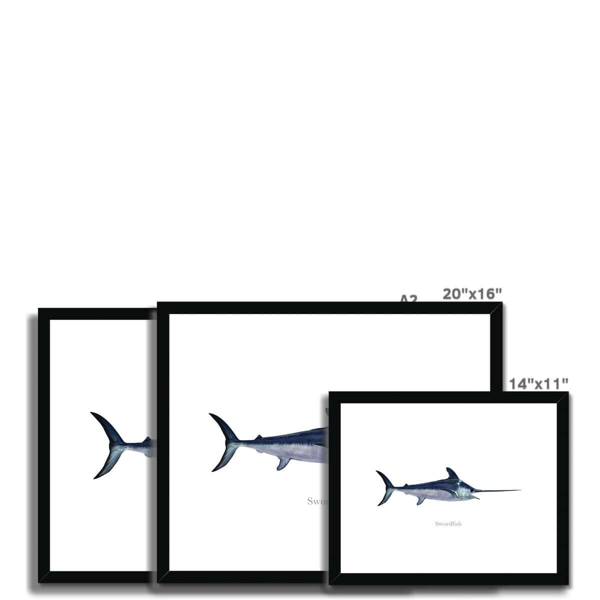 Swordfish - Framed & Mounted Print