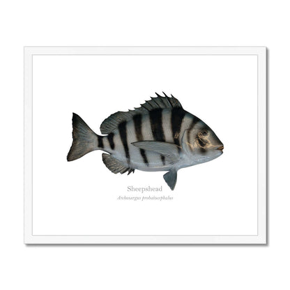 Sheepshead - Framed & Mounted Print - With Scientific Name