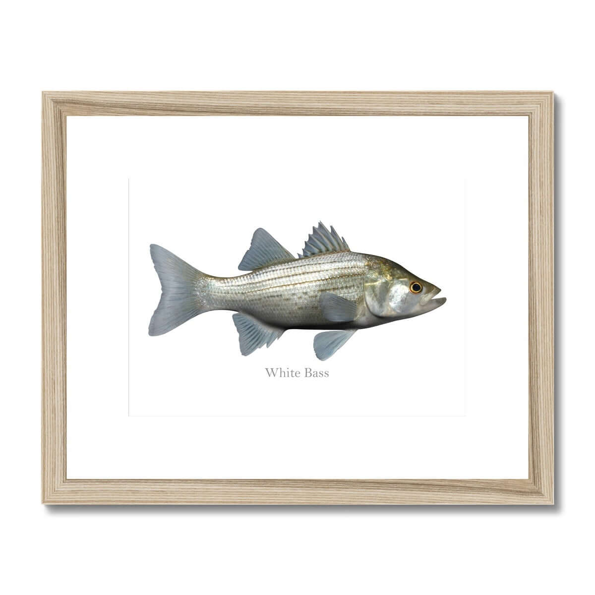 White Bass - Framed & Mounted Print