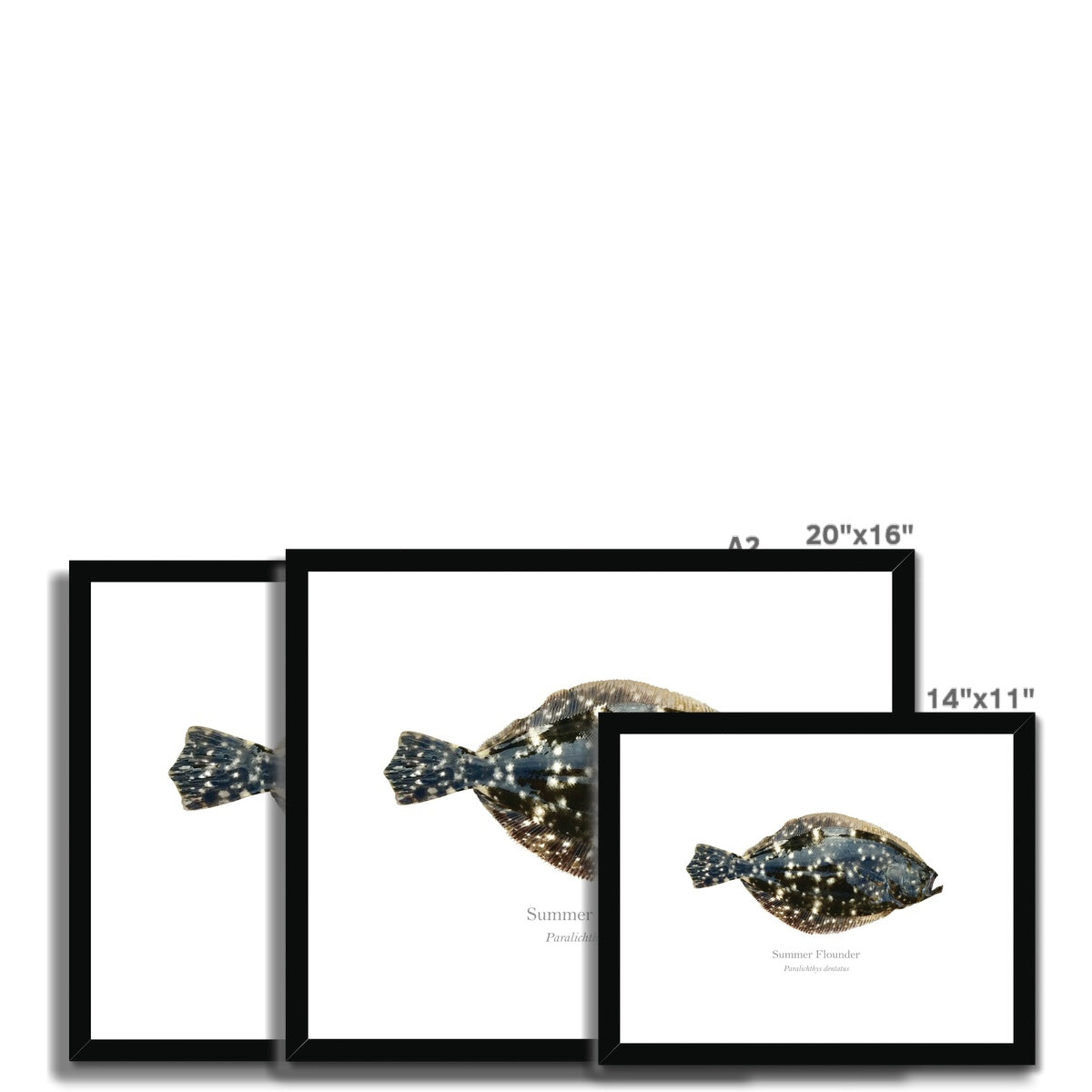 Summer Flounder - Framed & Mounted Print - With Scientific Name