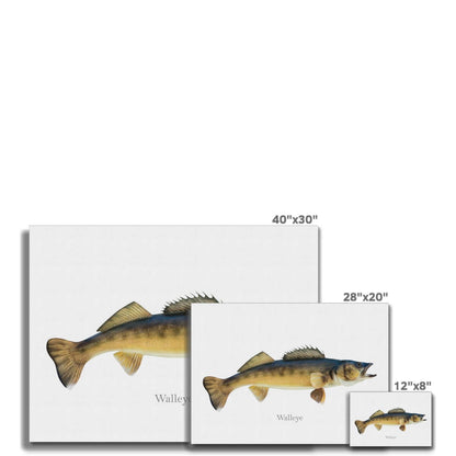 "Walleye fish print in three frame sizes: 40x30, 28x20, 12x8 inches, showcasing detailed aquatic artwork."