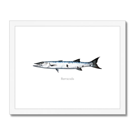 Barracuda - Framed & Mounted Print