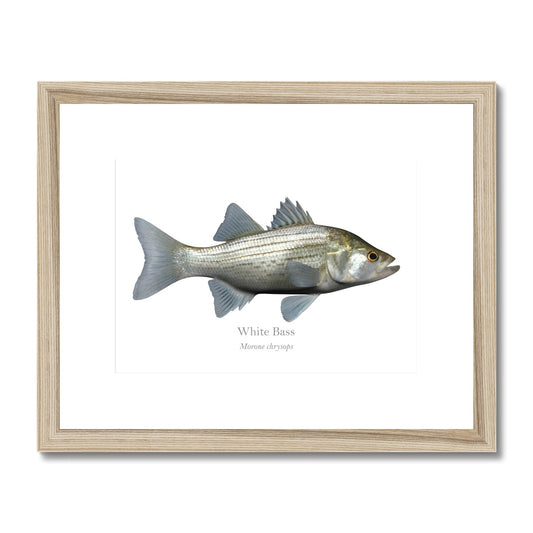 White Bass - Framed & Mounted Print - With Scientific Name