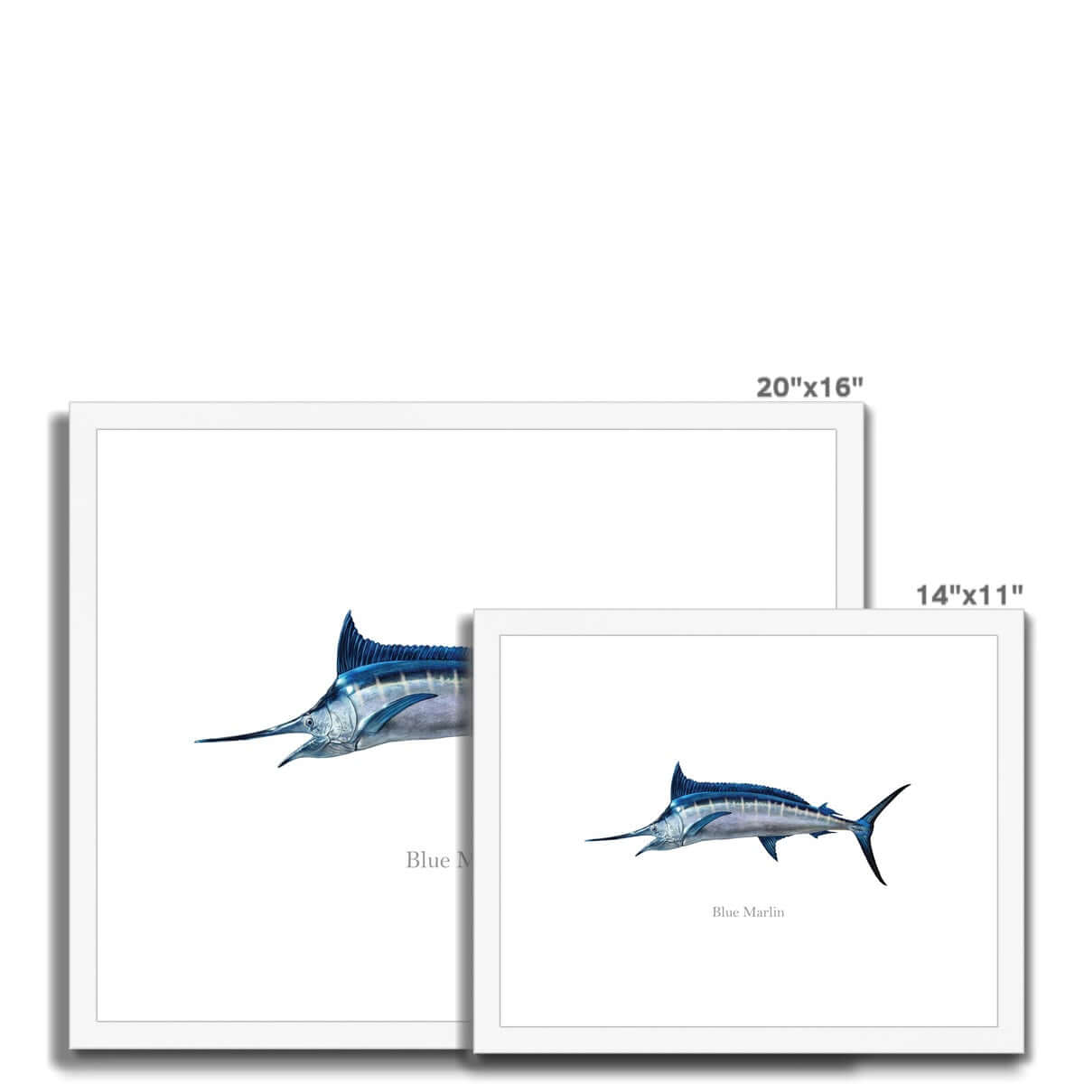 Blue Marlin - Framed & Mounted Print