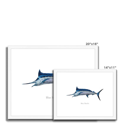 Blue Marlin - Framed & Mounted Print