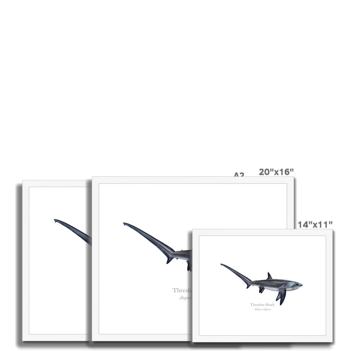 Thresher Shark - Framed & Mounted Print - With Scientific Name